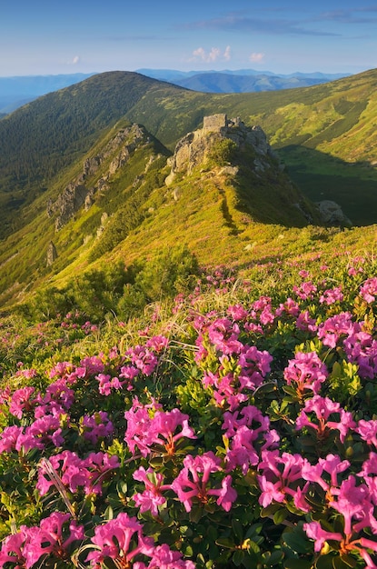 Soirée d'été ensoleillée dans les montagnes. Rhododendron en fleurs sur une prairie de montagne. Belles fleurs roses. Carpates, Ukraine, Europe