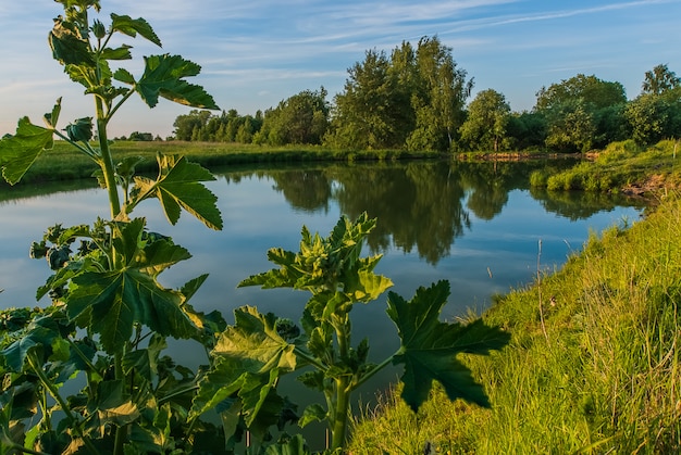 Soirée d&#39;été sur le petit étang dans la forêt.