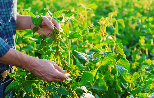 Soja dans les champs entre les mains d'un agriculteur. Mise au point sélective.