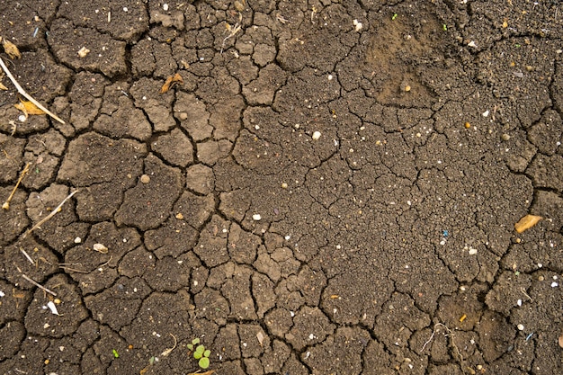 Sol argileux pendant la saison sèche Surface exposée après l&#39;inondation.