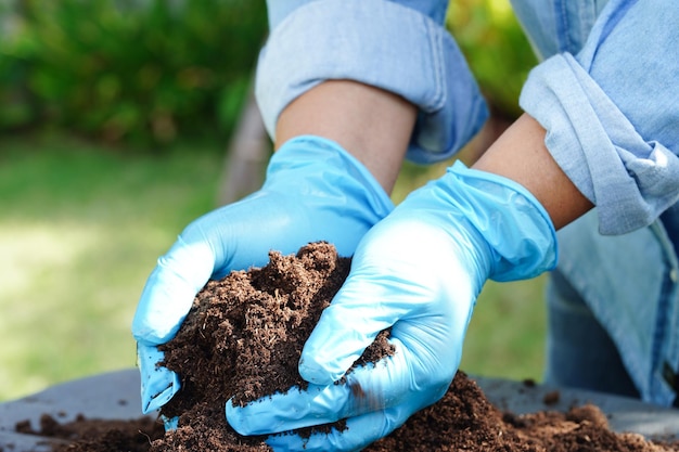 Sol d'engrais de mousse de tourbe pour le concept d'écologie de culture de plantes d'agriculture biologique