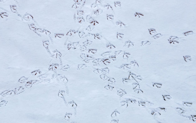 Photo un sol enneigé avec des empreintes d'oie sur la neige.