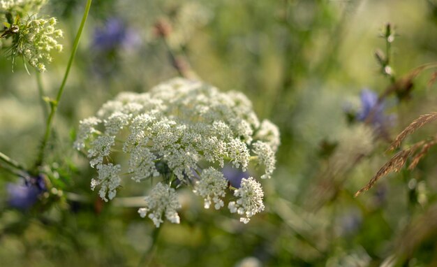 Photo le sol est vert, les fleurs sauvages sont vertes, le fond est flou.