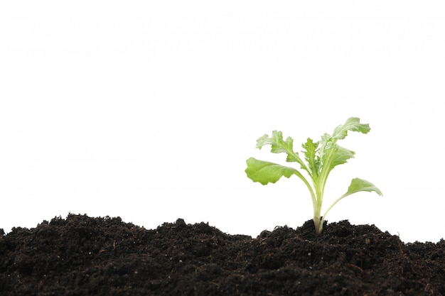 Sol fertile avec pousse verte isolé sur blanc