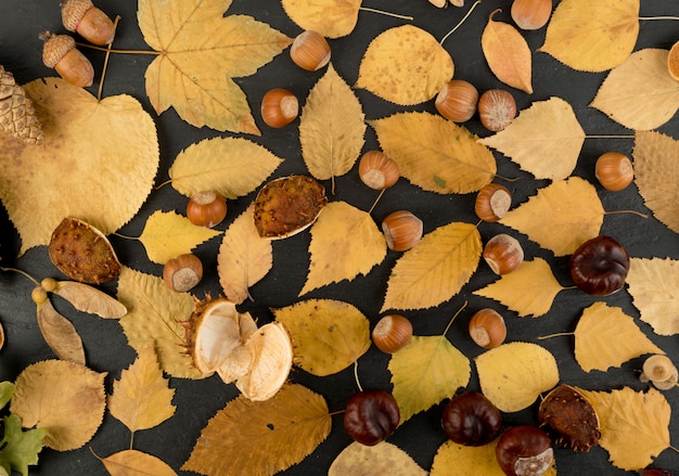 Le sol forestier, aux couleurs camouflage avec mélange de bouleau, chêne, érable, châtaignier, sycomore, tilleul et autres feuilles. Vue de dessus de feuilles séchées plates