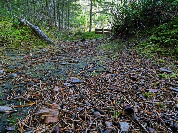 Photo sol de la forêt