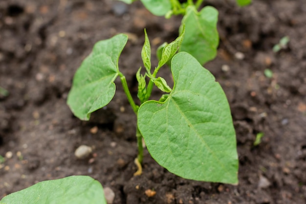 Le sol avec un petit germe de soja Macro d'aliments biologiques