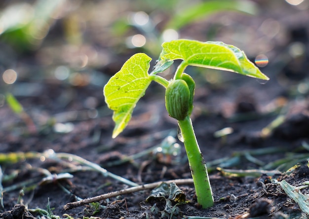 Le sol avec de petites pousses de haricots rouges