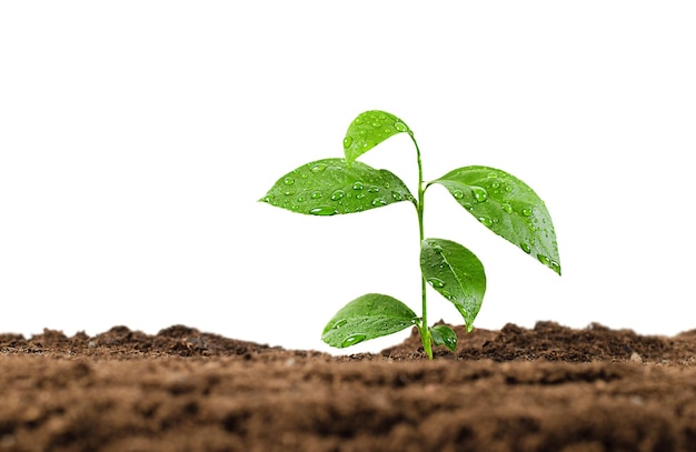 Sol et plante avec des gouttes d'eau sur fond blanc isolé