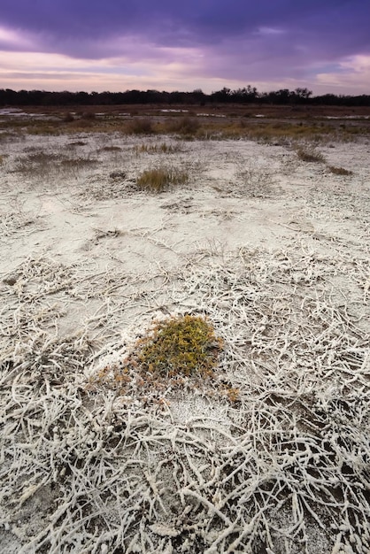 Sol salé dans un environnement semi-désertique province de La Pampa Patagonie Argentine