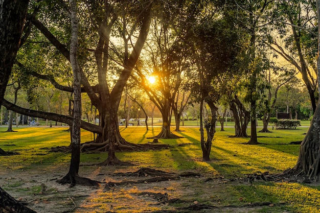 Le solaire est l'énergie dont le monde a besoin La forêt est une usineUne production puissante