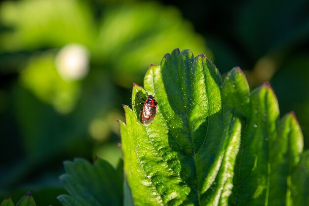 Soldat Beetle escalade une feuille