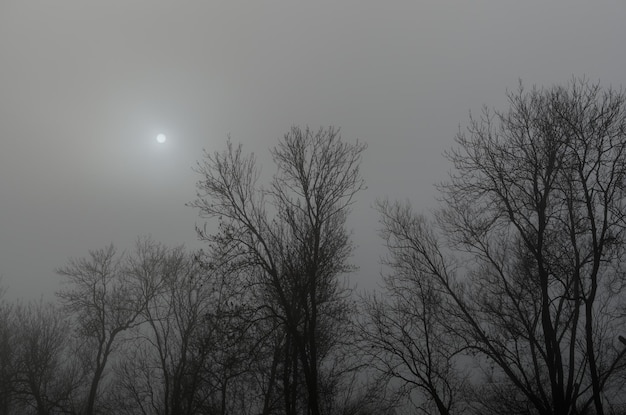 Soleil sur les arbres dans le brouillard