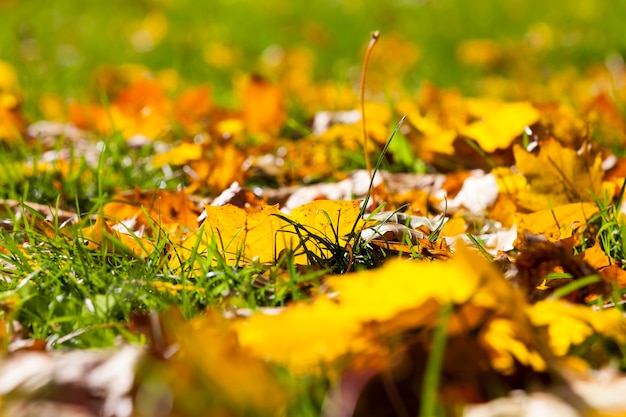 Le Soleil D'automne Brille à Travers Les Feuilles Après La Chute Des Feuilles, Gros Plan Dans La Nature