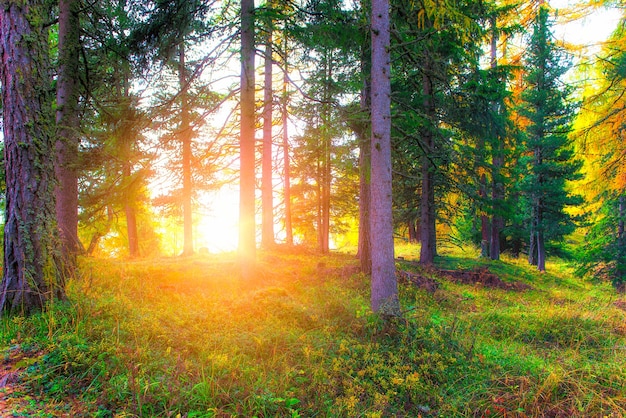 Soleil d'automne dans la forêt