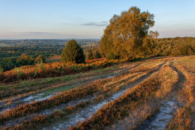 Soleil d'automne illuminant la forêt d'Ashdown