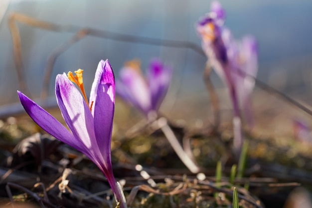 Le soleil brille sur la fleur d'iris violet et jaune sauvage (Crocus heuffelianus discolor)