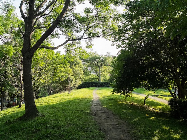 Le soleil brille sur l'herbe du parc