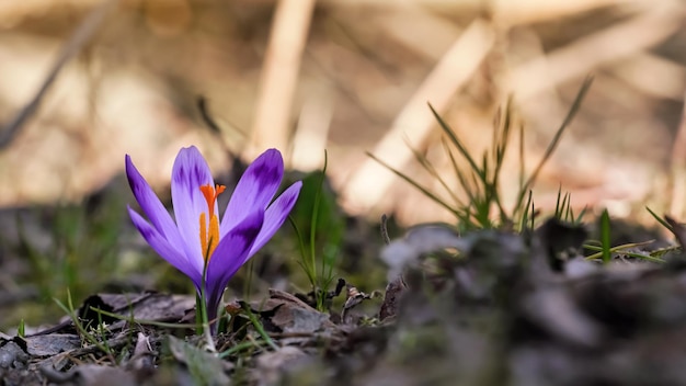Le soleil brille sur l'iris violet et jaune sauvage (Crocus heuffelianus discolor) fleur qui pousse au printemps herbe sèche