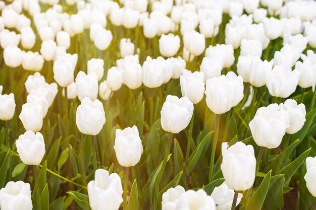 Le soleil brille de mille feux sur les tulipes blanches