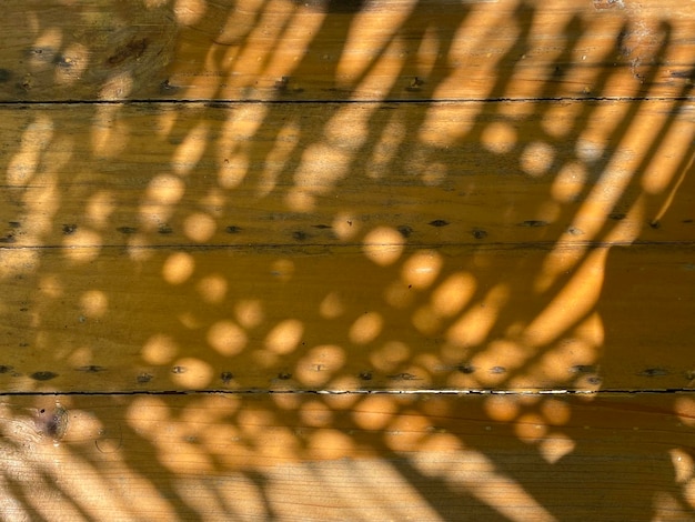 Le soleil brille sur un mur en bois dans le jardin.