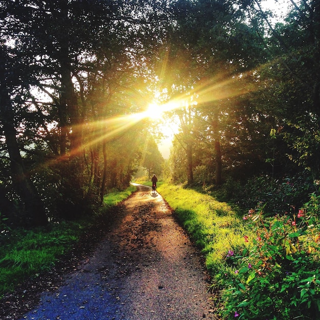 Photo le soleil brille sur le sentier dans la forêt.