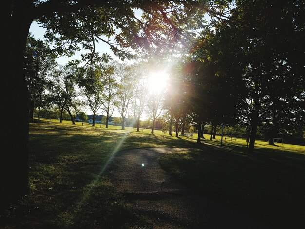 Photo le soleil brille à travers les arbres sur le champ herbeux