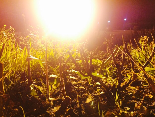 Photo le soleil brille à travers les arbres sur le champ