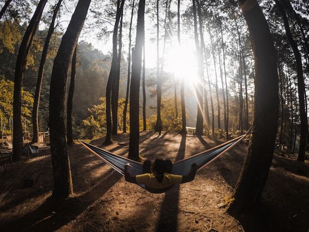 Photo le soleil brille à travers les arbres dans la forêt