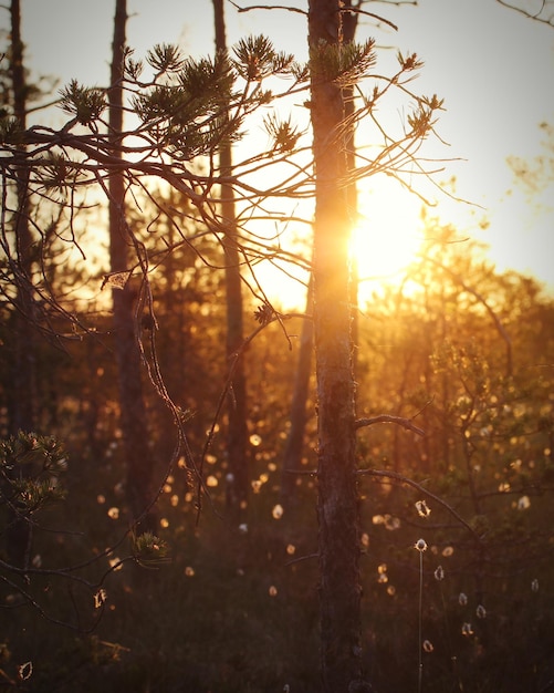 Photo le soleil brille à travers les arbres dans la forêt