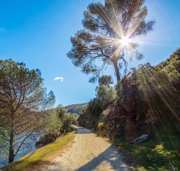 Photo le soleil brille à travers les arbres