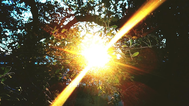 Photo le soleil brille à travers les arbres