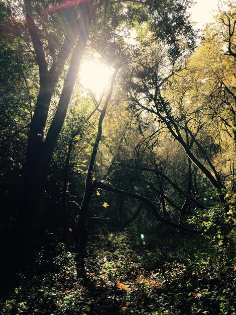 Photo le soleil brille à travers les arbres