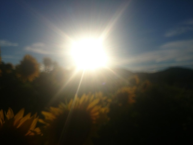 Le soleil brille à travers les arbres