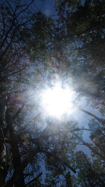 Photo le soleil brille à travers les arbres