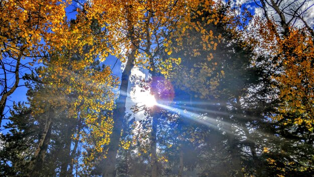 Photo le soleil brille à travers les arbres