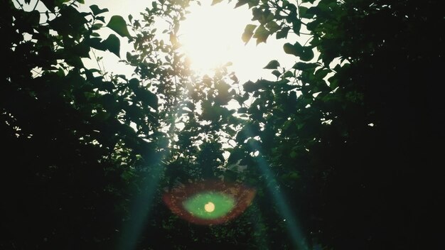 Photo le soleil brille à travers les arbres