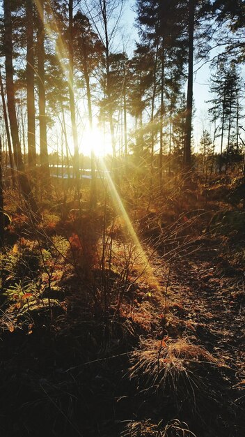 Photo le soleil brille à travers les arbres