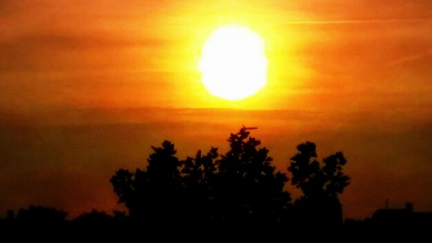 Le soleil brille à travers les arbres