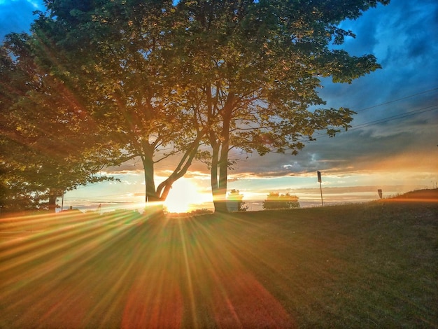 Photo le soleil brille à travers les arbres