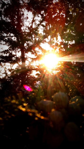 Photo le soleil brille à travers les arbres