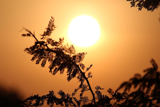 Photo le soleil brille à travers les arbres