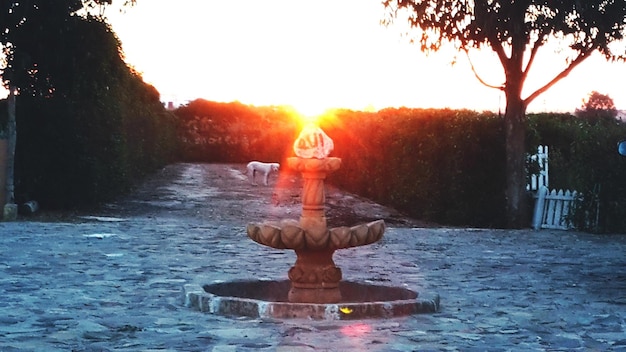 Photo le soleil brille à travers les arbres