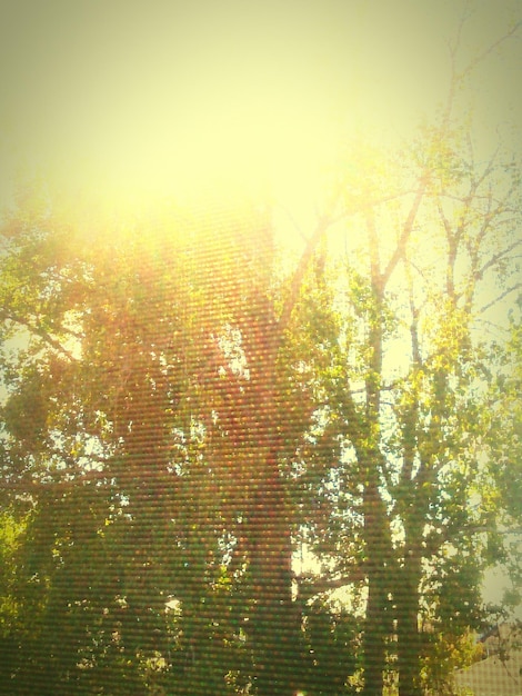 Photo le soleil brille à travers les arbres