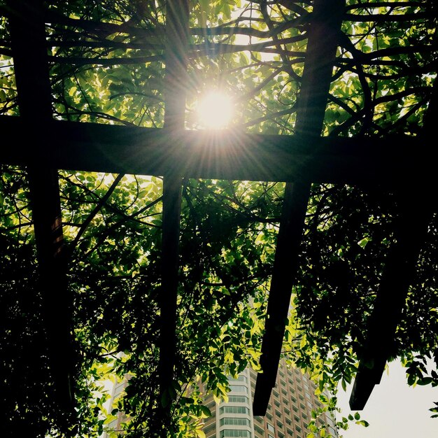 Photo le soleil brille à travers les arbres