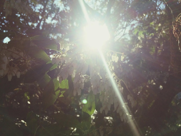 Le soleil brille à travers les arbres