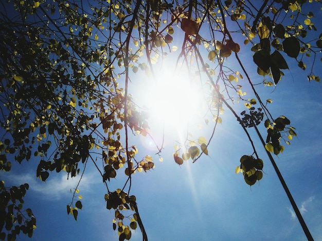 Photo le soleil brille à travers les arbres