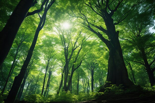 Le soleil brille à travers les arbres