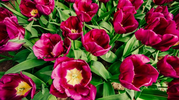 Le soleil brille à travers les belles tulipes du printemps