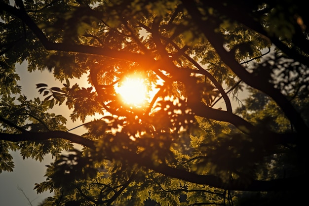 Le soleil brille à travers les branches des arbres créant une vue naturelle sereine